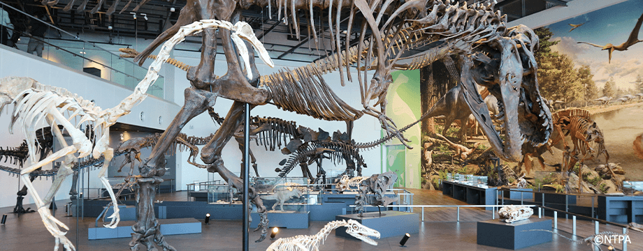 Dinasour Museum